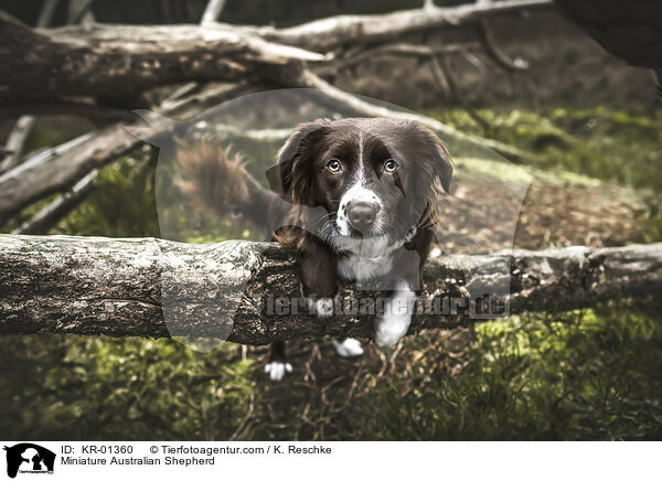 Miniature Australian Shepherd / Miniature Australian Shepherd / KR-01360