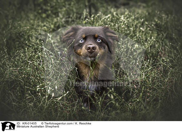 Miniature Australian Shepherd / Miniature Australian Shepherd / KR-01405