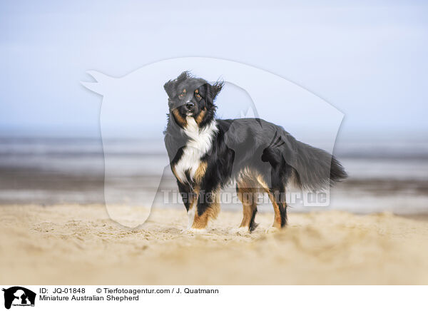 Miniature Australian Shepherd / Miniature Australian Shepherd / JQ-01848