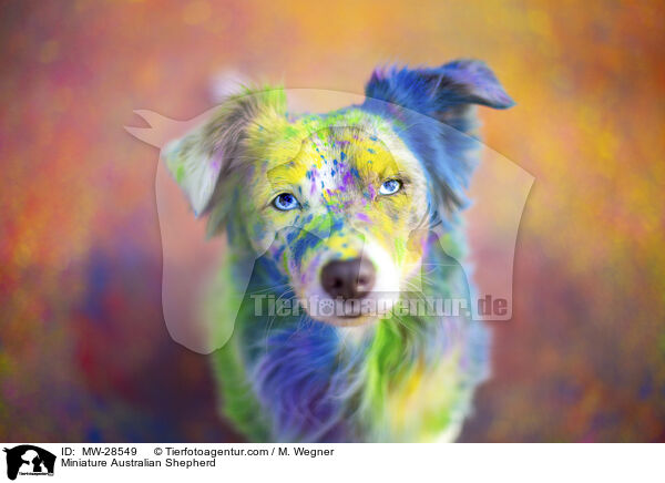 Miniature Australian Shepherd / Miniature Australian Shepherd / MW-28549