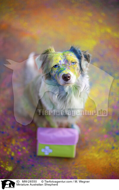 Miniature Australian Shepherd / Miniature Australian Shepherd / MW-28550