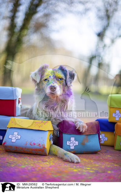 Miniature Australian Shepherd / Miniature Australian Shepherd / MW-28562