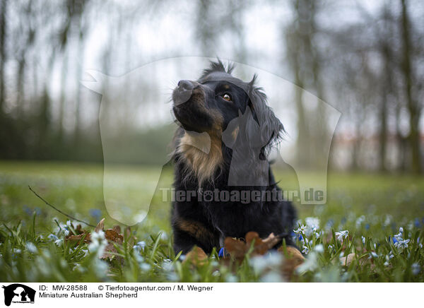 Miniature Australian Shepherd / Miniature Australian Shepherd / MW-28588