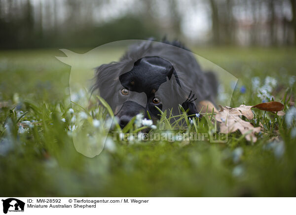 Miniature Australian Shepherd / Miniature Australian Shepherd / MW-28592