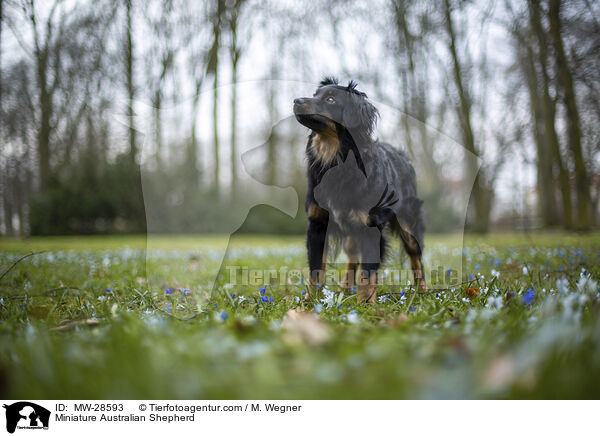 Miniature Australian Shepherd / Miniature Australian Shepherd / MW-28593