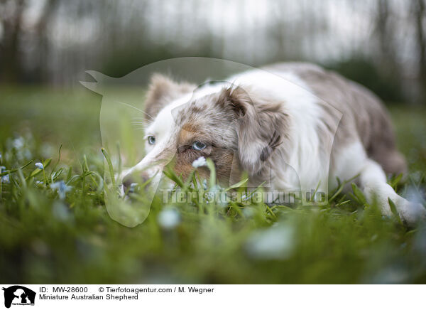 Miniature Australian Shepherd / Miniature Australian Shepherd / MW-28600