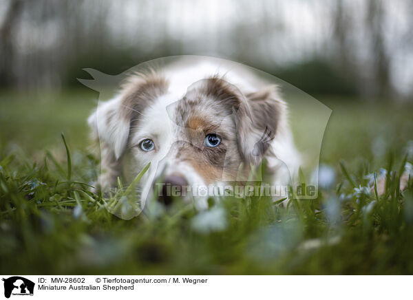 Miniature Australian Shepherd / Miniature Australian Shepherd / MW-28602