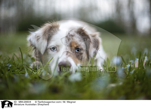 Miniature Australian Shepherd / Miniature Australian Shepherd / MW-28604