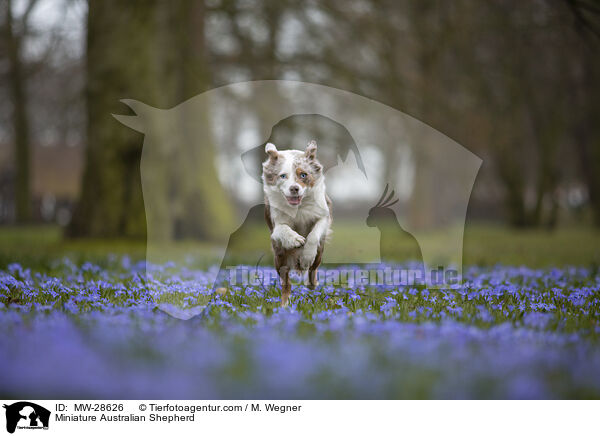 Miniature Australian Shepherd / Miniature Australian Shepherd / MW-28626