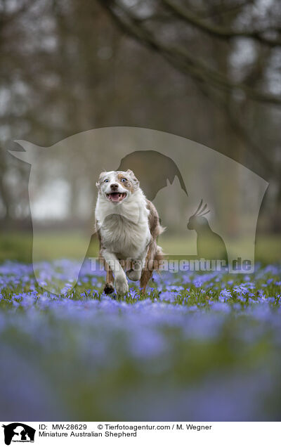 Miniature Australian Shepherd / Miniature Australian Shepherd / MW-28629