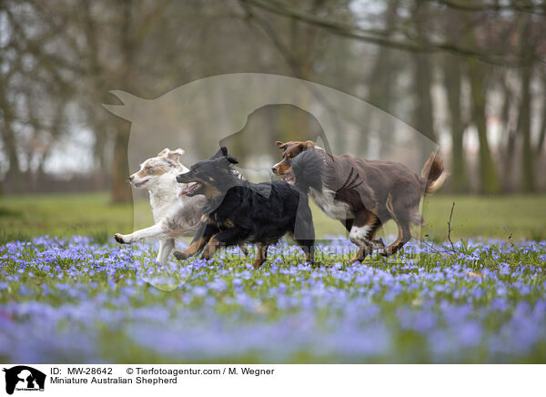 Miniature Australian Shepherd / Miniature Australian Shepherd / MW-28642