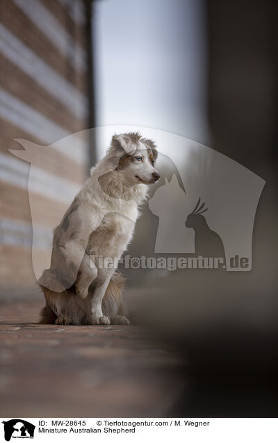 Miniature Australian Shepherd / Miniature Australian Shepherd / MW-28645