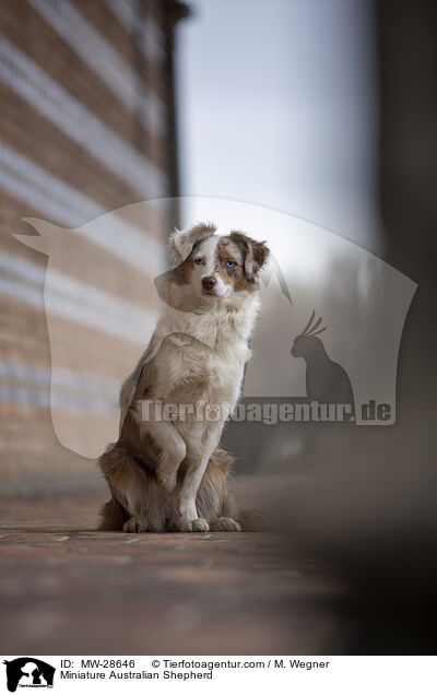 Miniature Australian Shepherd / Miniature Australian Shepherd / MW-28646