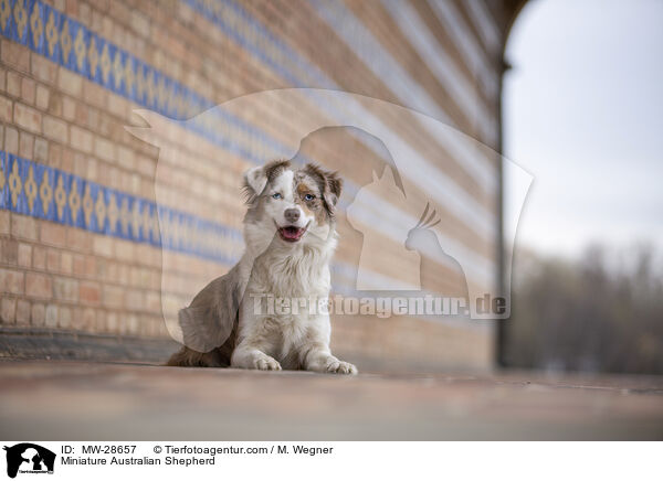 Miniature Australian Shepherd / Miniature Australian Shepherd / MW-28657