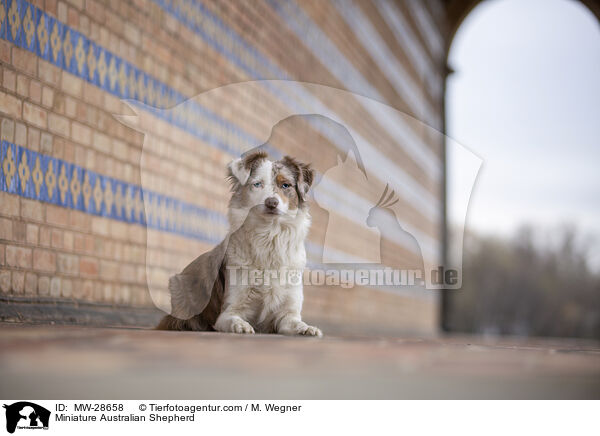 Miniature Australian Shepherd / Miniature Australian Shepherd / MW-28658