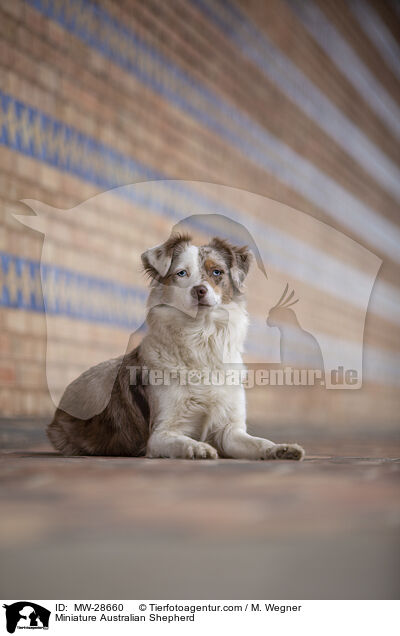 Miniature Australian Shepherd / Miniature Australian Shepherd / MW-28660