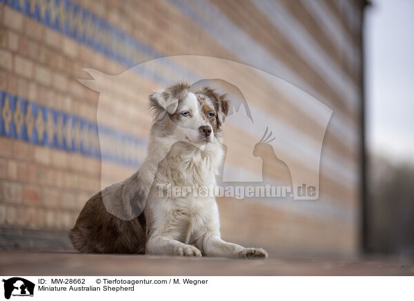 Miniature Australian Shepherd / Miniature Australian Shepherd / MW-28662