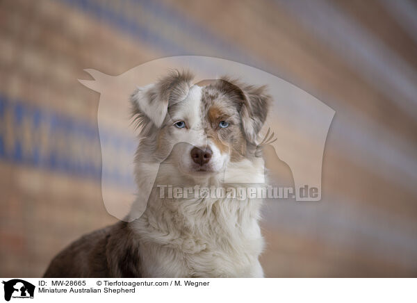 Miniature Australian Shepherd / Miniature Australian Shepherd / MW-28665