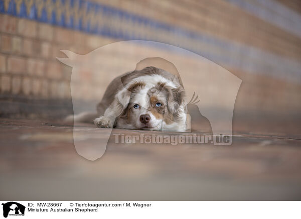 Miniature Australian Shepherd / Miniature Australian Shepherd / MW-28667