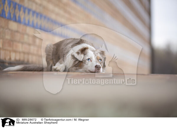 Miniature Australian Shepherd / Miniature Australian Shepherd / MW-28672