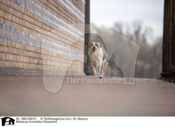 Miniature Australian Shepherd / Miniature Australian Shepherd / MW-28675