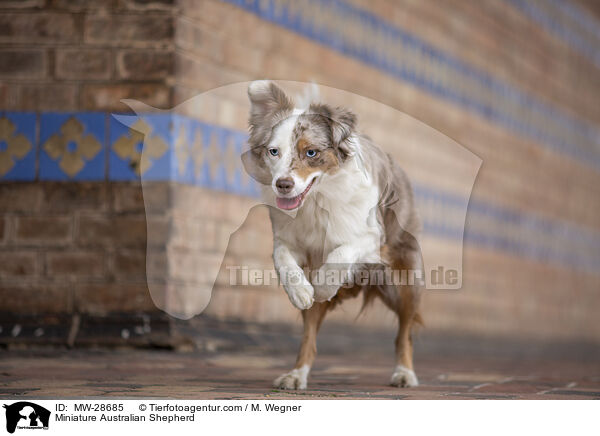 Miniature Australian Shepherd / Miniature Australian Shepherd / MW-28685