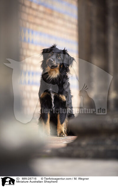 Miniature Australian Shepherd / Miniature Australian Shepherd / MW-28716