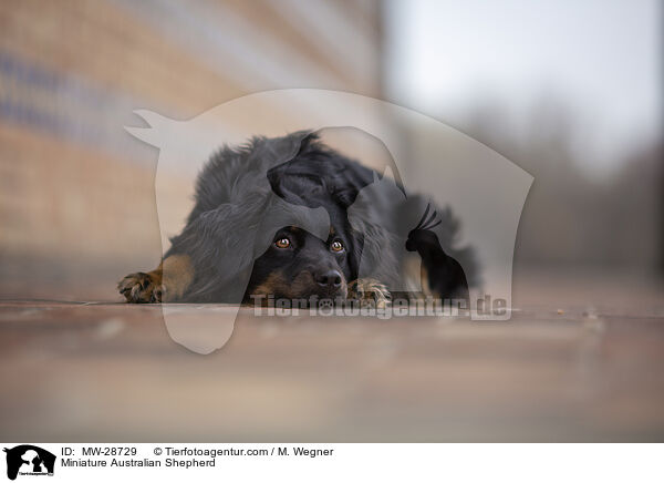 Miniature Australian Shepherd / Miniature Australian Shepherd / MW-28729