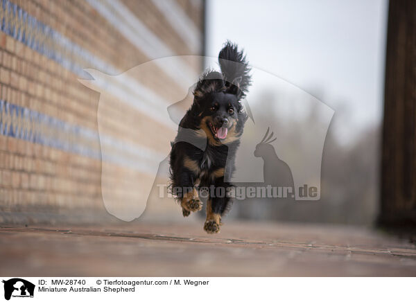 Miniature Australian Shepherd / Miniature Australian Shepherd / MW-28740