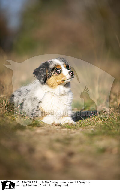 junger Miniature Australian Shepherd / young Miniature Australian Shepherd / MW-28752