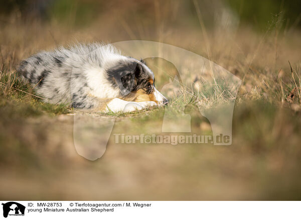 junger Miniature Australian Shepherd / young Miniature Australian Shepherd / MW-28753