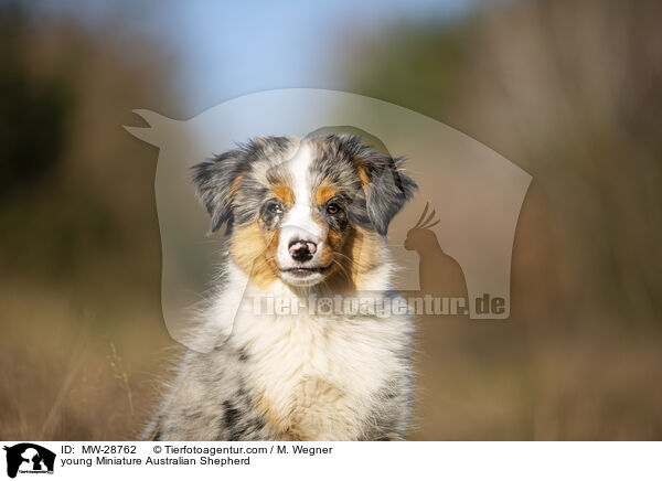 junger Miniature Australian Shepherd / young Miniature Australian Shepherd / MW-28762