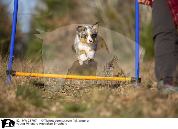 junger Miniature Australian Shepherd / young Miniature Australian Shepherd / MW-28767