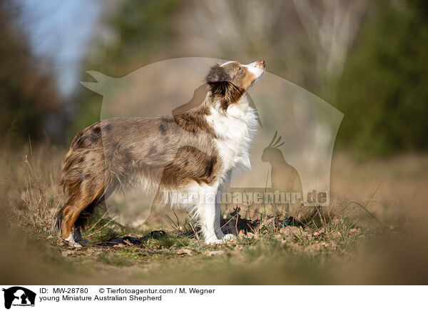 junger Miniature Australian Shepherd / young Miniature Australian Shepherd / MW-28780