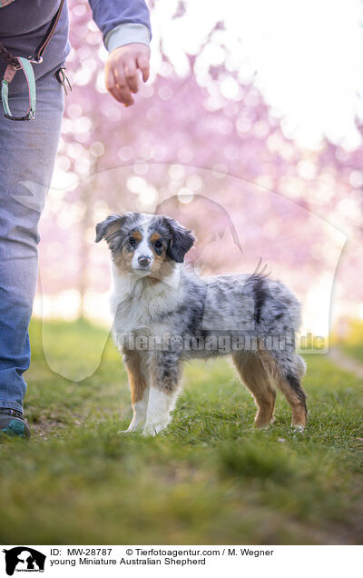 junger Miniature Australian Shepherd / young Miniature Australian Shepherd / MW-28787