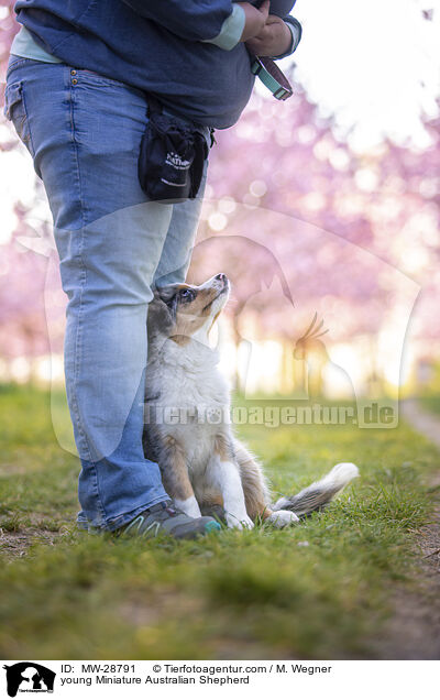 junger Miniature Australian Shepherd / young Miniature Australian Shepherd / MW-28791