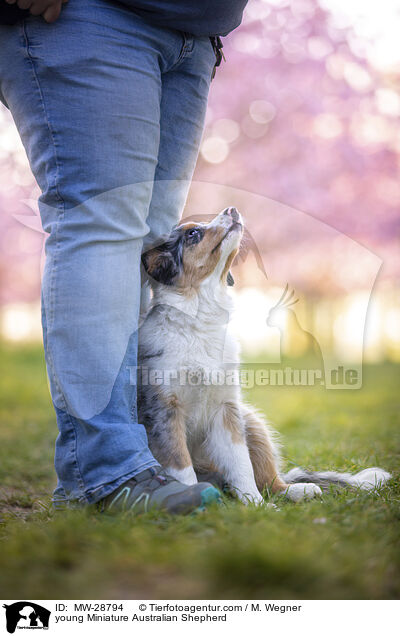 young Miniature Australian Shepherd / MW-28794