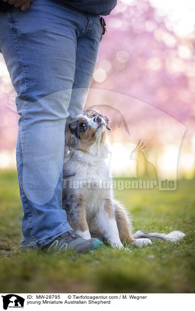 junger Miniature Australian Shepherd / young Miniature Australian Shepherd / MW-28795