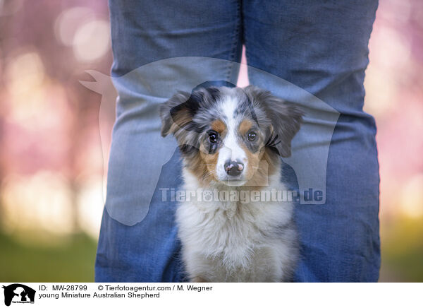 junger Miniature Australian Shepherd / young Miniature Australian Shepherd / MW-28799