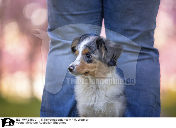 junger Miniature Australian Shepherd / young Miniature Australian Shepherd / MW-28800