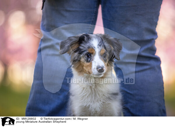 junger Miniature Australian Shepherd / young Miniature Australian Shepherd / MW-28802