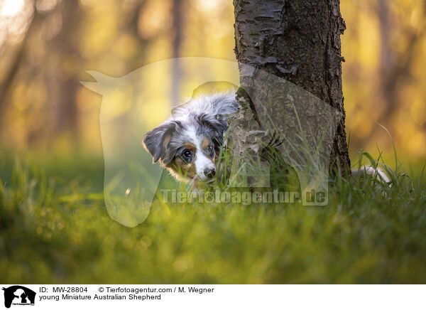 junger Miniature Australian Shepherd / young Miniature Australian Shepherd / MW-28804