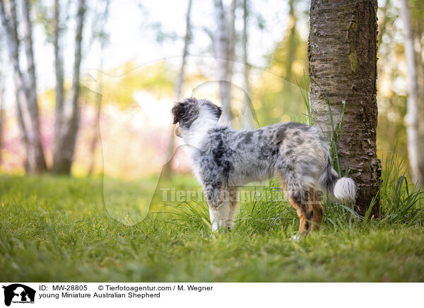 junger Miniature Australian Shepherd / young Miniature Australian Shepherd / MW-28805