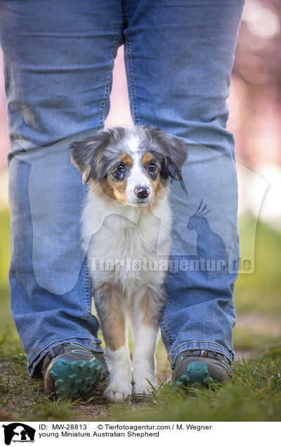 junger Miniature Australian Shepherd / young Miniature Australian Shepherd / MW-28813