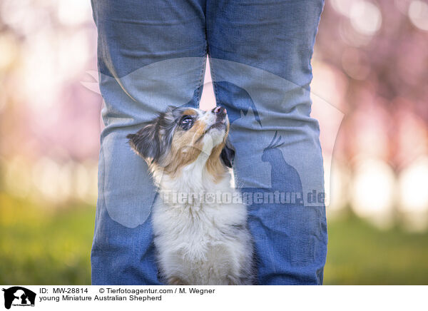 junger Miniature Australian Shepherd / young Miniature Australian Shepherd / MW-28814