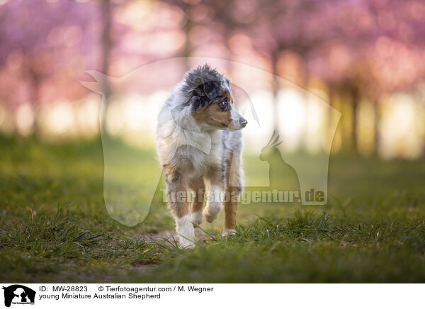 junger Miniature Australian Shepherd / young Miniature Australian Shepherd / MW-28823