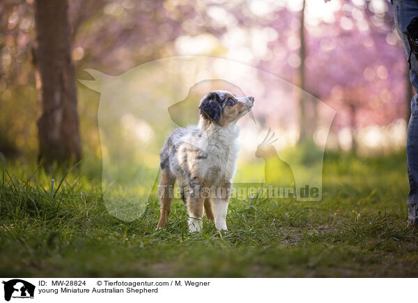 junger Miniature Australian Shepherd / young Miniature Australian Shepherd / MW-28824