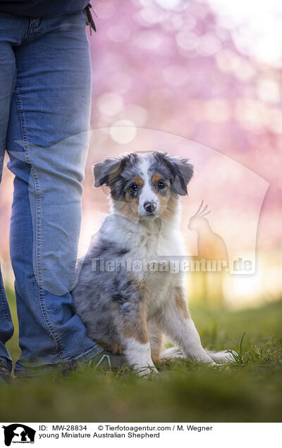 junger Miniature Australian Shepherd / young Miniature Australian Shepherd / MW-28834