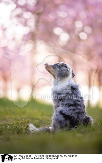 junger Miniature Australian Shepherd / young Miniature Australian Shepherd / MW-28838