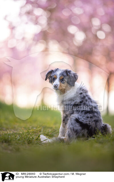 junger Miniature Australian Shepherd / young Miniature Australian Shepherd / MW-28840